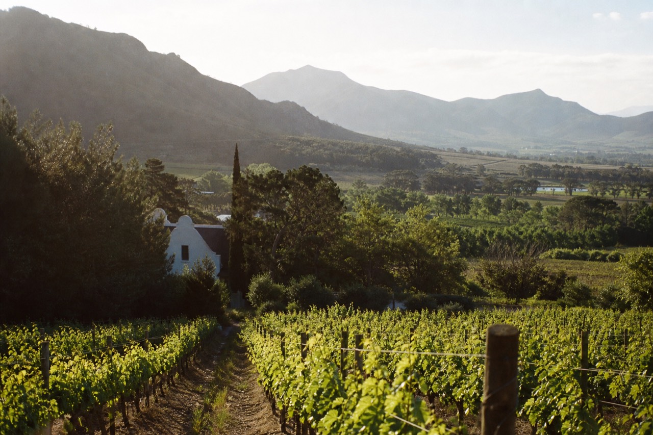 A wide valley of green vineyard blocks running toward layered blue mountains under a bright Cape sky, a whitewashed gabled cellar half-hidden in trees, no signage, no text, no people
