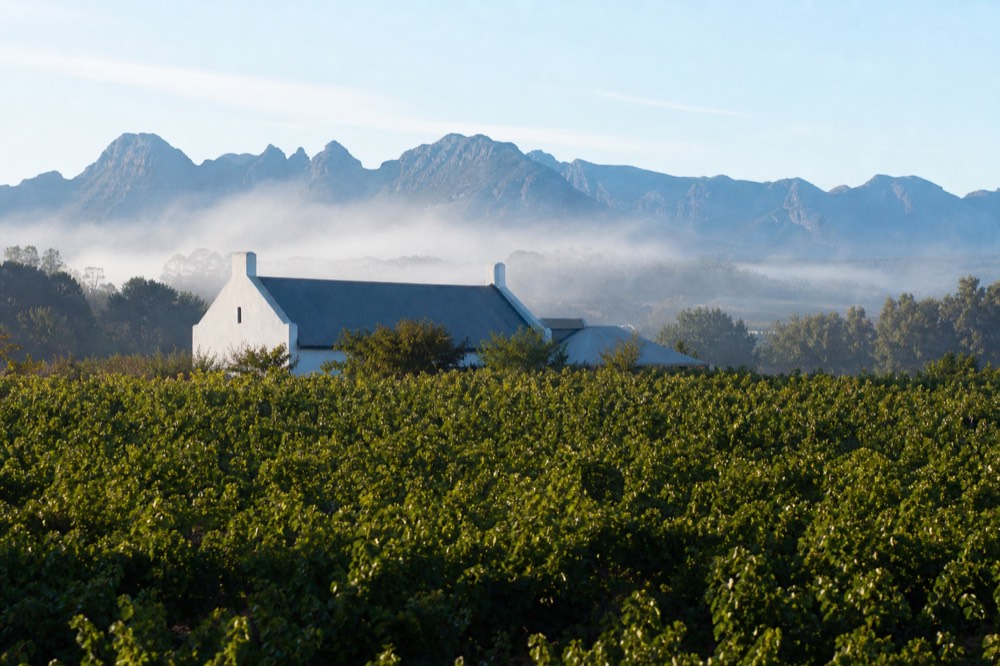 Rows of green vineyard leading toward a whitewashed gabled cellar building with blue mountains behind under a bright afternoon sky, no signage, no text, no people