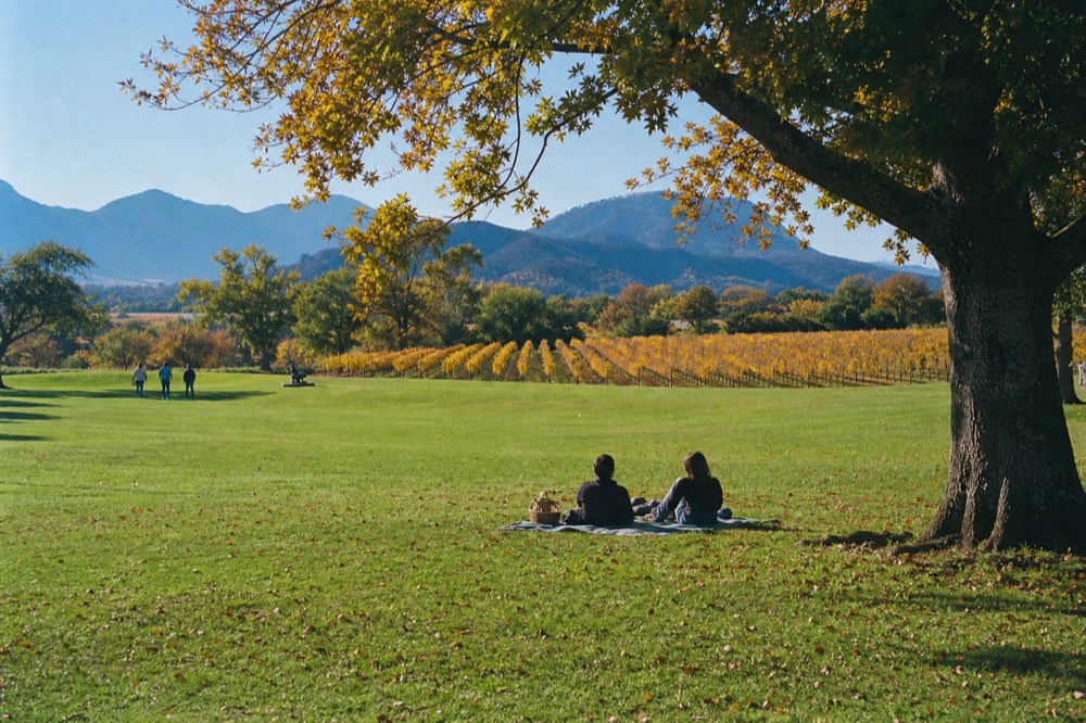 A broad open estate lawn dotted with oak trees rolling toward vineyard rows and blue mountains, a picnic blanket on the grass, bright clear day, no branding, no text, no recognizable faces