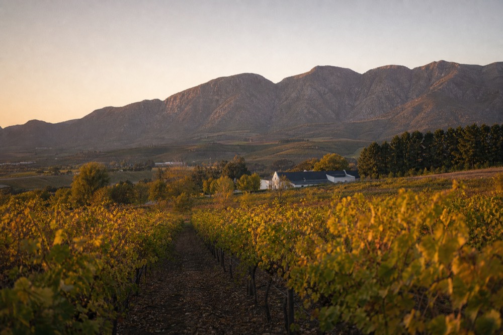 Rows of vines turning gold in autumn light on a valley slope with mountains behind, a farm building among trees, no text or people