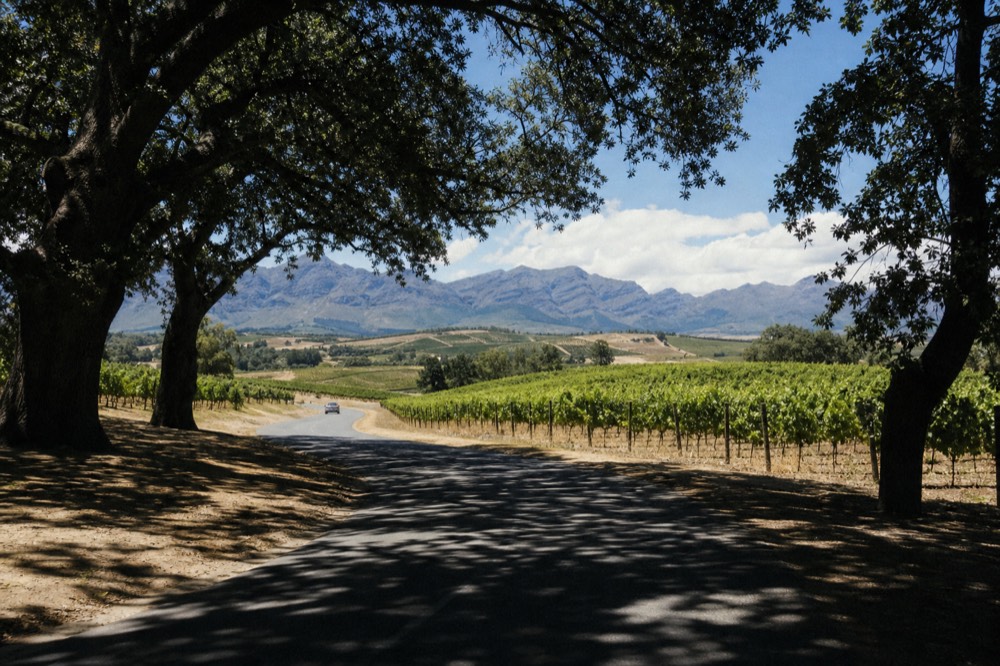 A winding country road curving between vineyard blocks toward blue mountains under a bright sky, a single car far ahead, no signs, no text, no faces